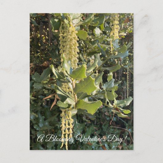 Een bloeiende Valentijnsdag! Briefkaart (Voorkant)