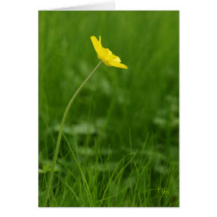 één bloem