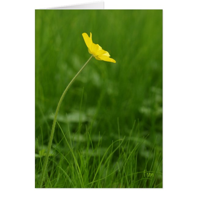 één bloem (Voorkant)