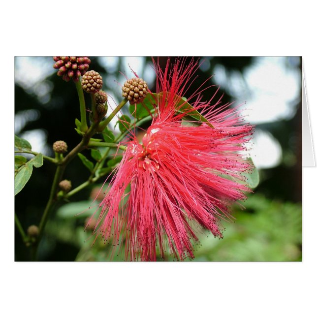 Een bloem genaamd Phoenix (Voorkant Horizontaal)