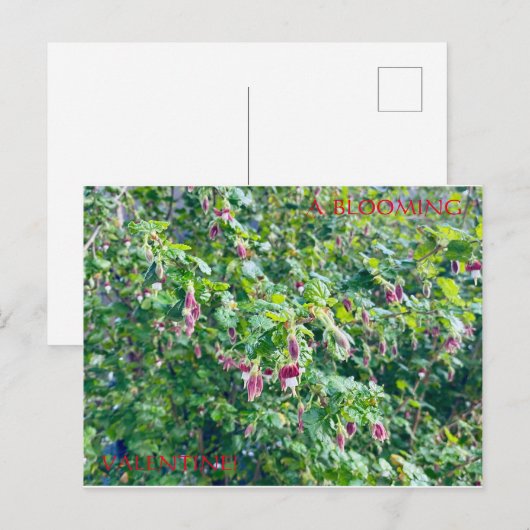 EEN BLOEMENDE VALENTIJN BRIEFKAART (Voorkant / Achterkant)