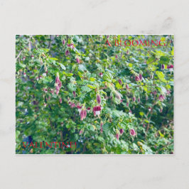 EEN BLOEMENDE VALENTIJN BRIEFKAART