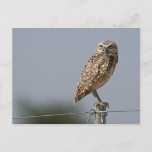 Een boeiende vrouw die op een hek post zit. genome briefkaart