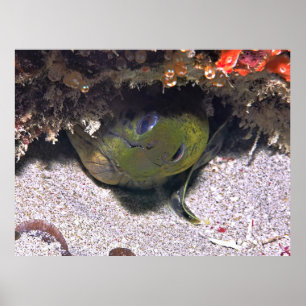 Een Boo Moray Poster