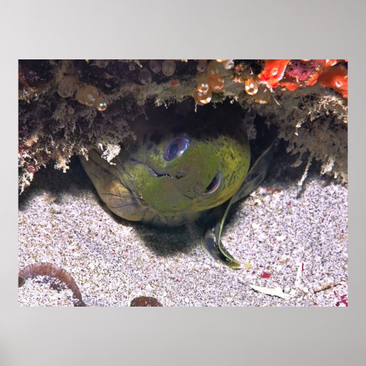Een Boo Moray Poster (Voorkant)