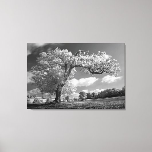 Een boom blaast in de wind canvas afdruk (Voorkant)