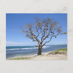 Een boom met oude boeien op het strand in briefkaart