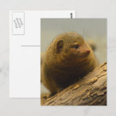 Een boomvertakking maken briefkaart (Voorkant / Achterkant)