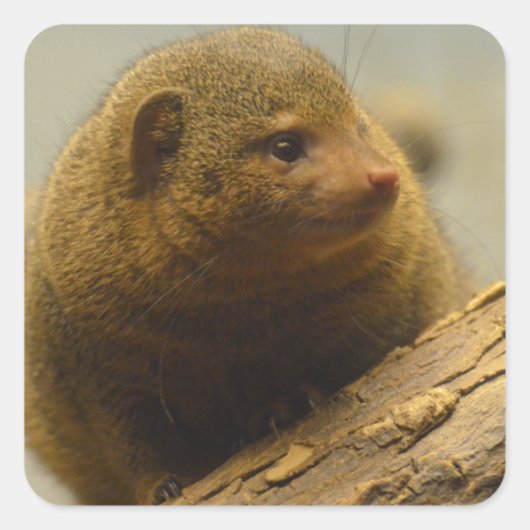 Een boomvertakking maken vierkante sticker (Voorkant)