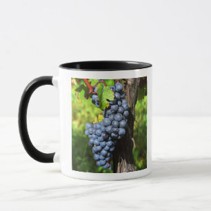 Een bos druiven rijpe merlot aan een wijnstok met mok