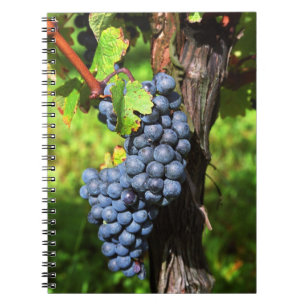 Een bos druiven rijpe merlot aan een wijnstok met notitieboek