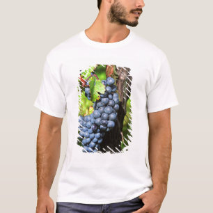 Een bos druiven rijpe merlot aan een wijnstok met t-shirt