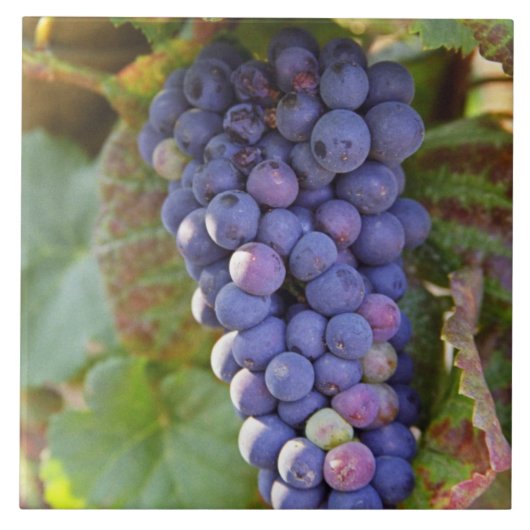 Een bos Pinot Noir-druiven in een Chambertin Tegeltje (Voorkant)