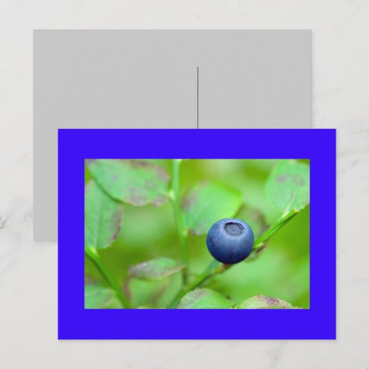 één bosbes briefkaart (Voorkant / Achterkant)