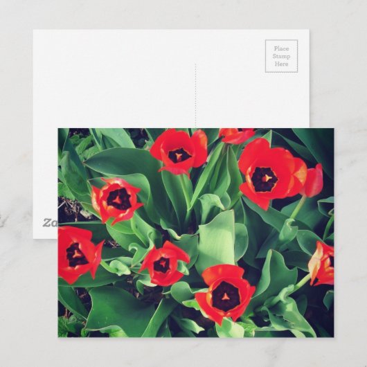 Een Bouquet Tulips in de tuin Briefkaart (Voorkant / Achterkant)