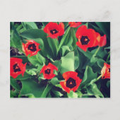 Een Bouquet Tulips in de tuin Briefkaart (Voorkant)