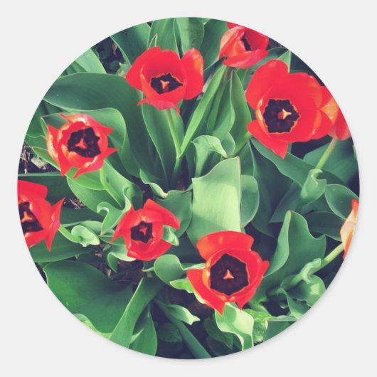 Een Bouquet Tulips in de tuin Ronde Sticker (Voorkant)