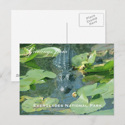 Een briefkaart groet van het nationale park Evergl (Voorkant / Achterkant)