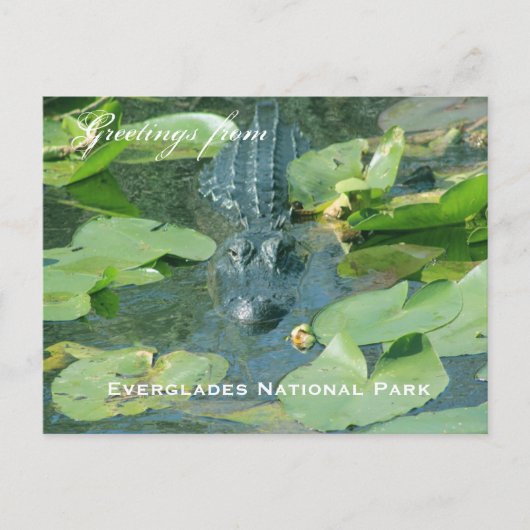 Een briefkaart groet van het nationale park Evergl (Voorkant)