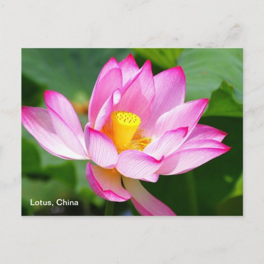 een briefkaart Lotus in China (Voorkant)