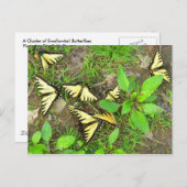 Een Briefkaart van Butterflies (Voorkant / Achterkant)