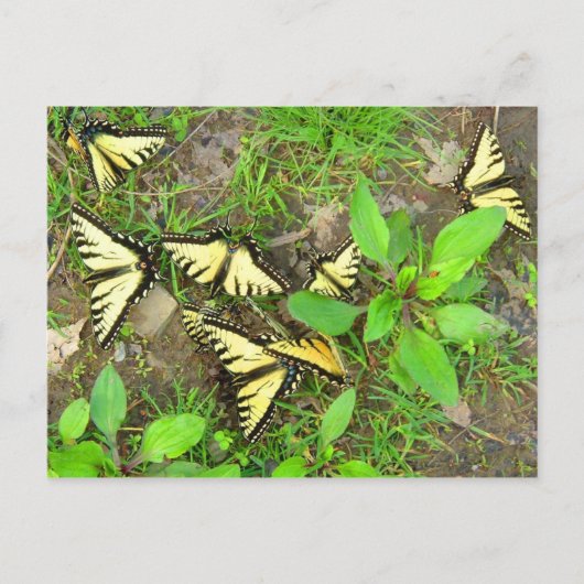 Een Briefkaart van Butterflies (Voorkant)