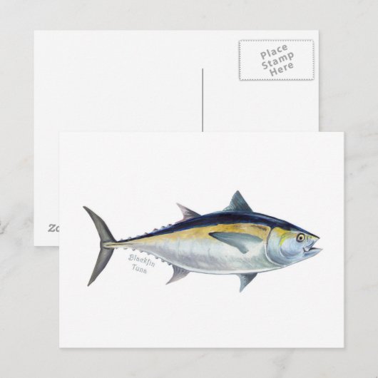 Een briefkaart van de Blackfin Tuna. (Voorkant / Achterkant)
