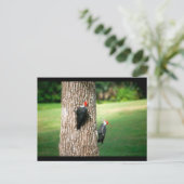 Een Briefkaart van een paar van pileated Woodpecke (Staand voorkant)