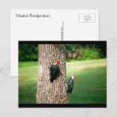 Een Briefkaart van een paar van pileated Woodpecke (Voorkant / Achterkant)