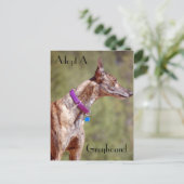 Een Briefkaart van Greyhound aannemen (Staand voorkant)