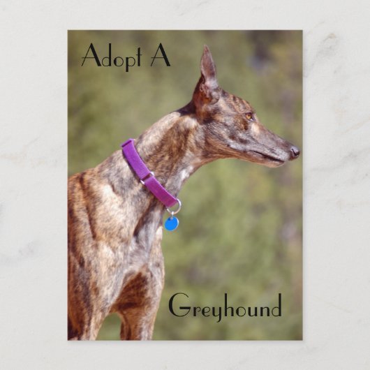 Een Briefkaart van Greyhound aannemen (Voorkant)