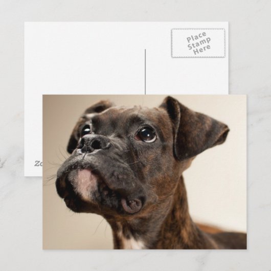Een Brindle Boxer puppy die vreemd opkijkt. Briefkaart (Voorkant / Achterkant)