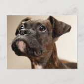 Een Brindle Boxer puppy die vreemd opkijkt. Briefkaart (Voorkant)