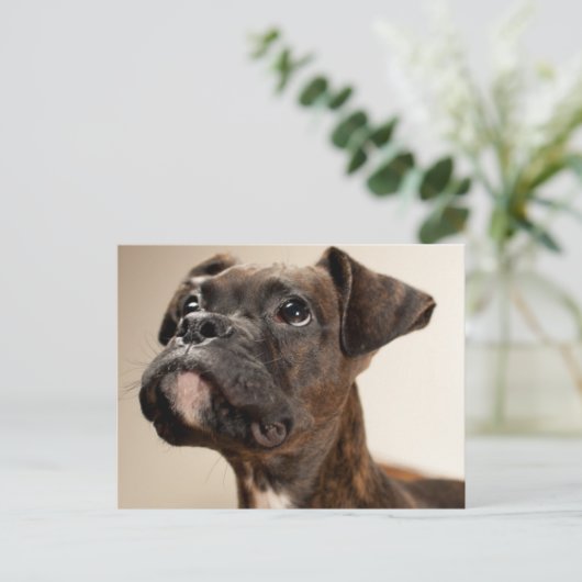 Een Brindle Boxer puppy die vreemd opkijkt. Briefkaart (Staand voorkant)