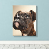 Een Brindle Boxer puppy die vreemd opkijkt. Canvas Afdruk (Insitu (Houten vloer))