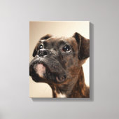 Een Brindle Boxer puppy die vreemd opkijkt. Canvas Afdruk (Voorkant)