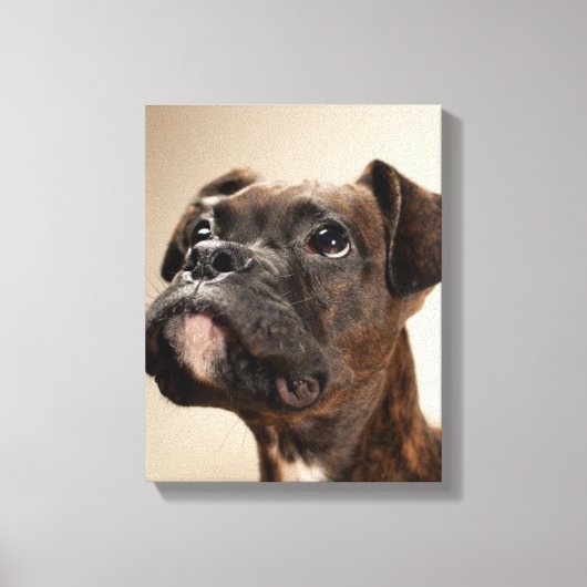 Een Brindle Boxer puppy die vreemd opkijkt. Canvas Afdruk (Voorkant)