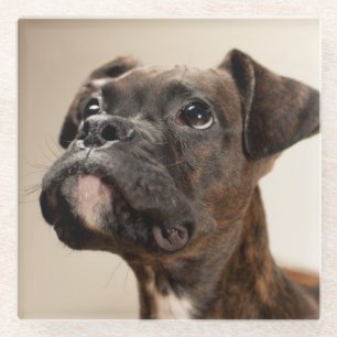 Een Brindle Boxer puppy die vreemd opkijkt. Glazen Onderzetter