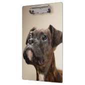 Een Brindle Boxer puppy die vreemd opkijkt. Klembord (Links)
