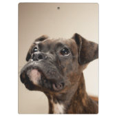 Een Brindle Boxer puppy die vreemd opkijkt. Klembord (Achterkant)