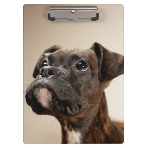 Een Brindle Boxer puppy die vreemd opkijkt. Klembord