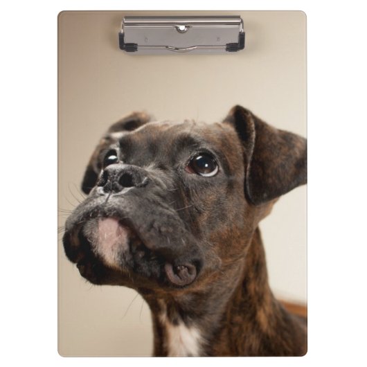 Een Brindle Boxer puppy die vreemd opkijkt. Klembord (Voorkant)
