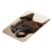 Een Brindle Boxer puppy die vreemd opkijkt. Magneet (Linkerzijde)