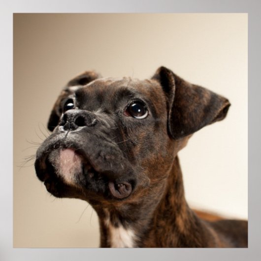 Een Brindle Boxer puppy die vreemd opkijkt. Poster (Voorkant)