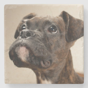 Een Brindle Boxer puppy die vreemd opkijkt. Stenen Onderzetter