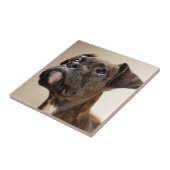 Een Brindle Boxer puppy die vreemd opkijkt. Tegeltje (Zijkant)