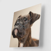 Een Brindle Boxer puppy die vreemd opkijkt. Vierkante Klok (Hoek)