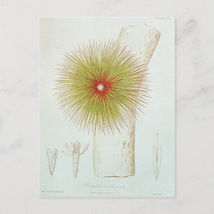 Een Bromelia gevonden in de Andes Briefkaart