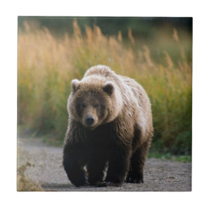 Een bruin Beer dat op een spoor loopt Tegeltje