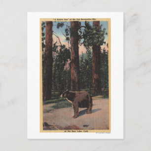 Een bruin Beer in de Bossen Briefkaart